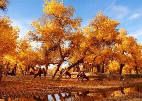 退沙還林,跟第二樹(shù)去做公益