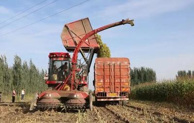 新疆阿瓦提縣 秸稈青貯助力增收環(huán)保雙贏