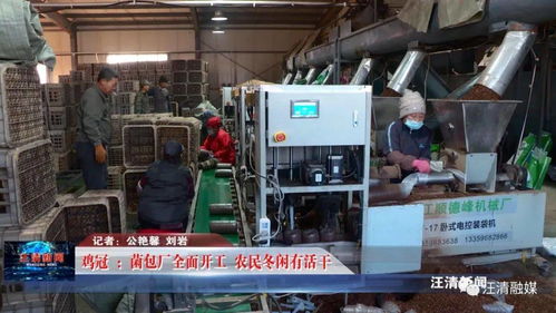 雞冠菌包廠全面開工，網絡工程賦能，農民冬閑有活干